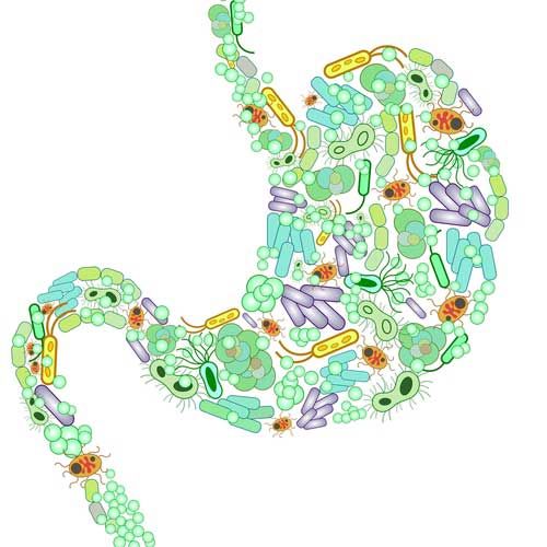 Can Exercise Change Your Gut Microbiome • Cathe Friedrich1