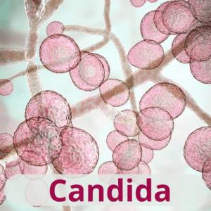 Candida (1)
