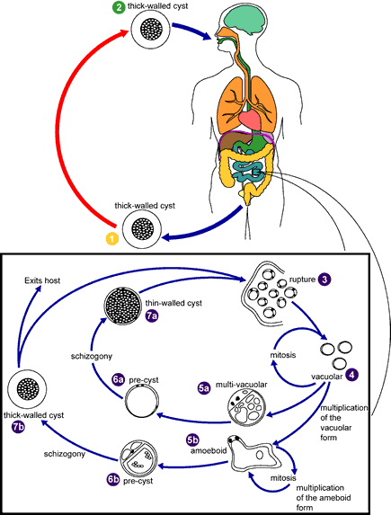 Blastocystis Biology life cycle