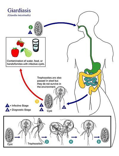 Giardia lamblia life cycle
