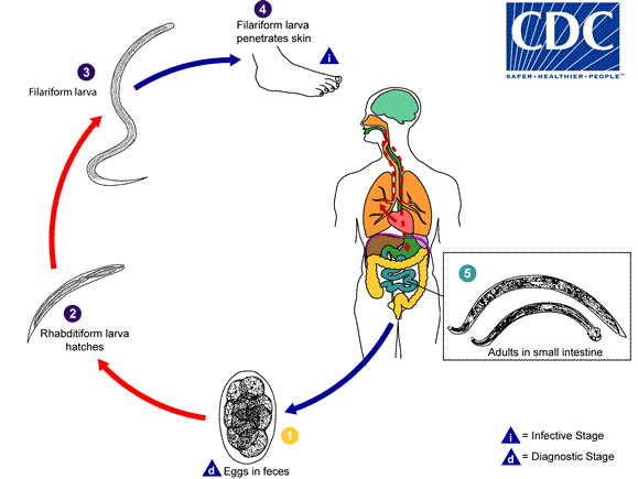 Hookworm Biology