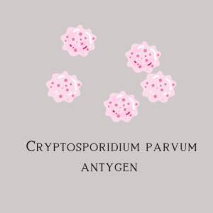 Cryptosporidium parvum